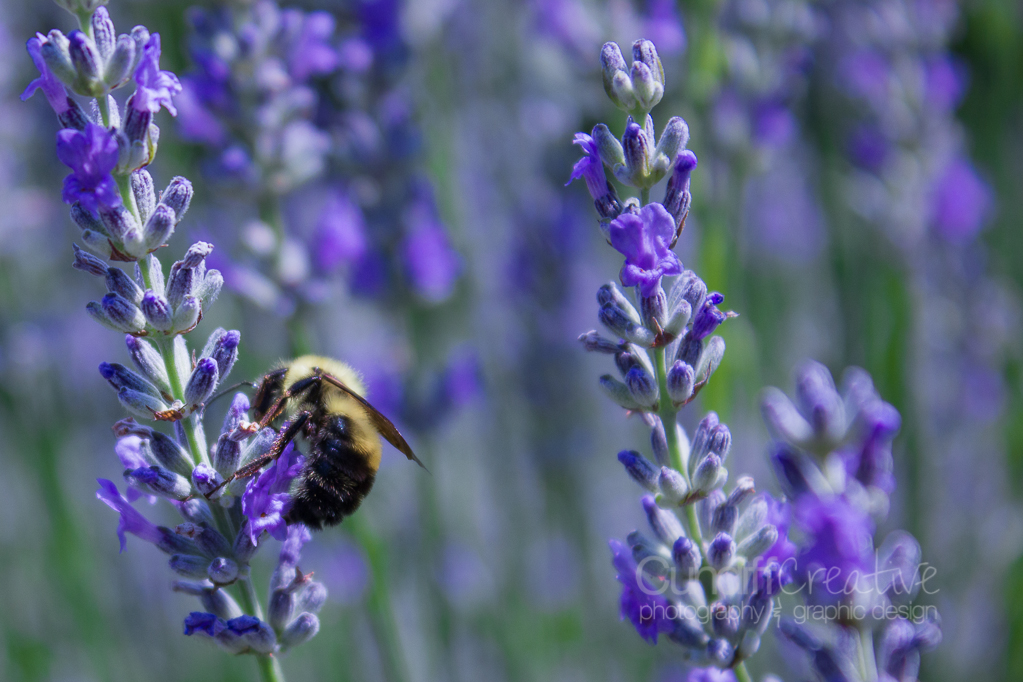 Heather Cundiff Creative