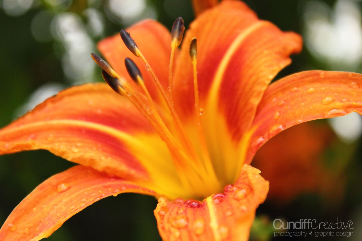 Heather Cundiff Creative