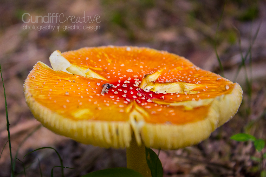 Heather Cundiff Creative