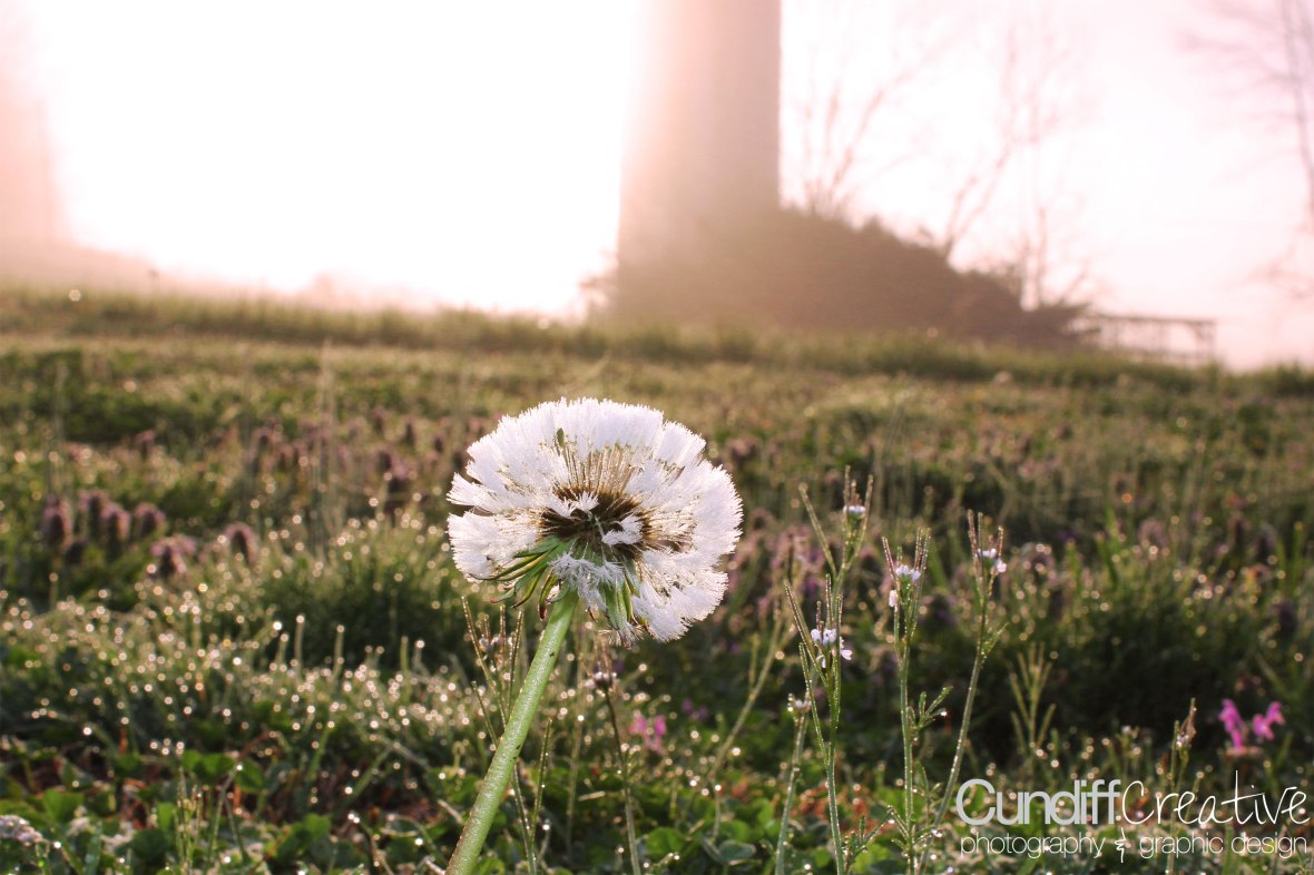 Dandelion
