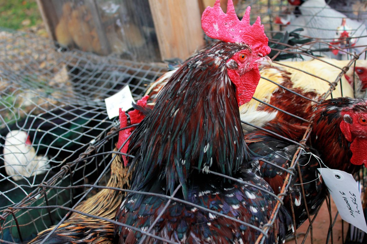 Casey County Consignment Auction 2012