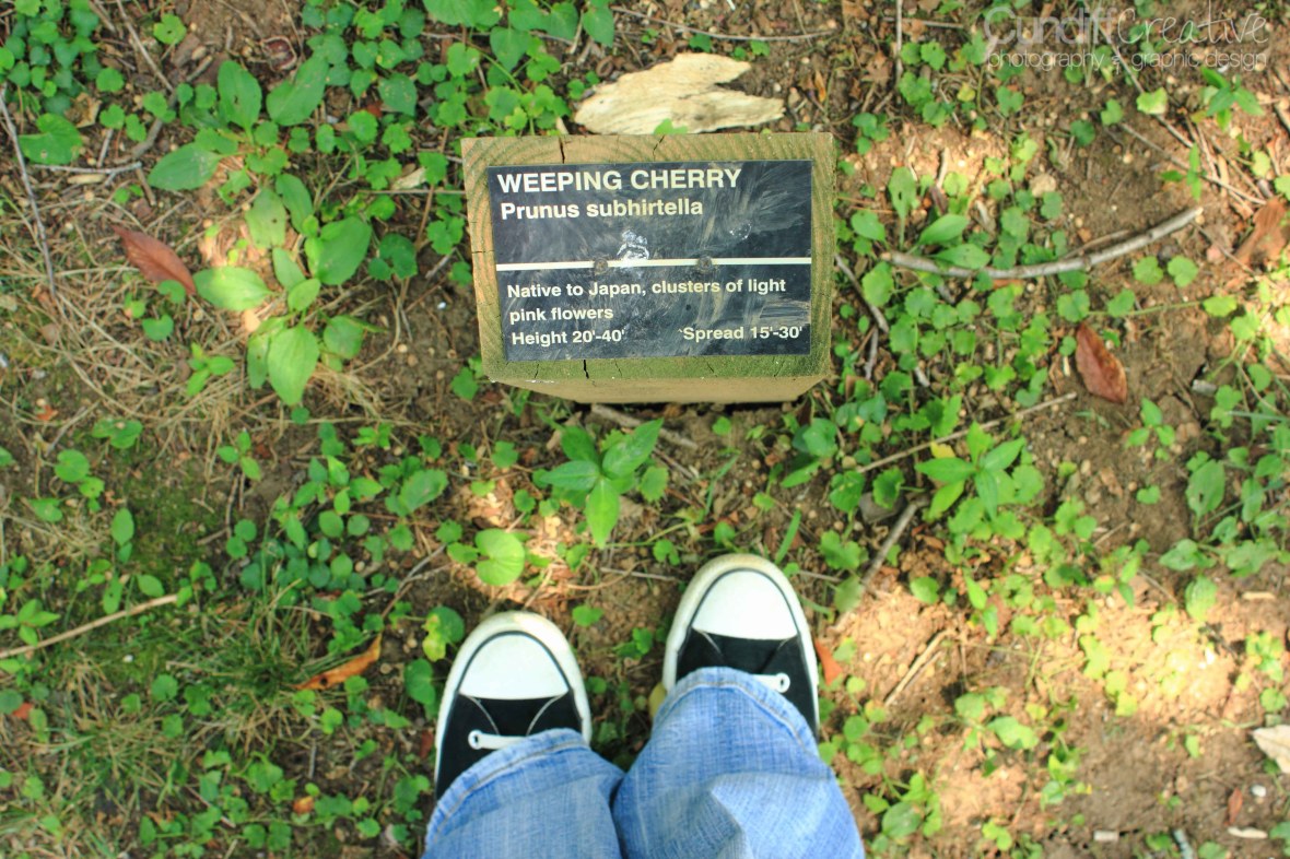Lexington Cemetery Weeping Cherry Tree