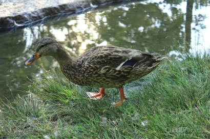 Heather Cundiff Creative