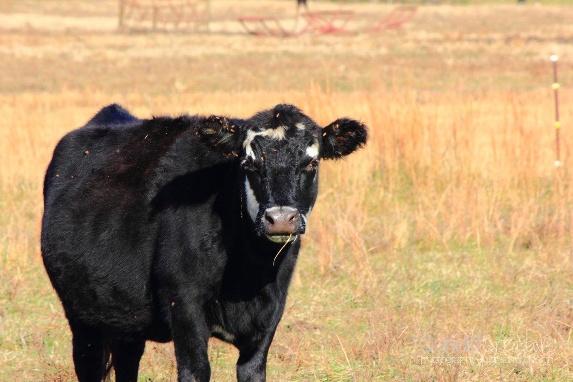 Heather Cundiff Creative