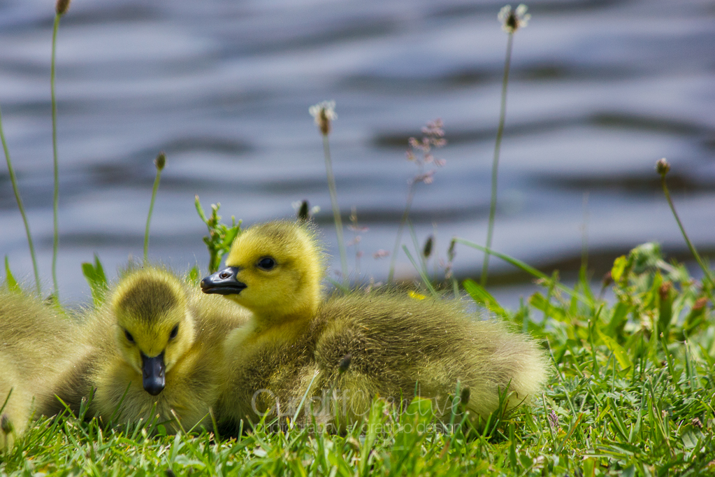 Heather Cundiff Creative