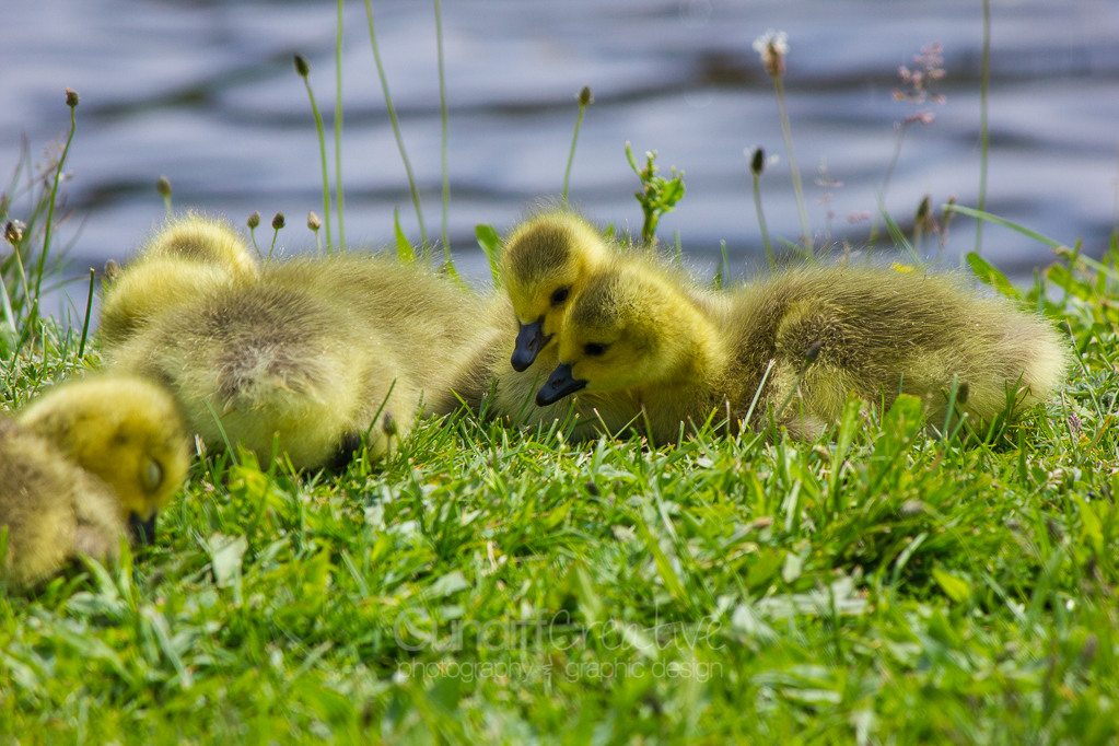 Heather Cundiff Creative