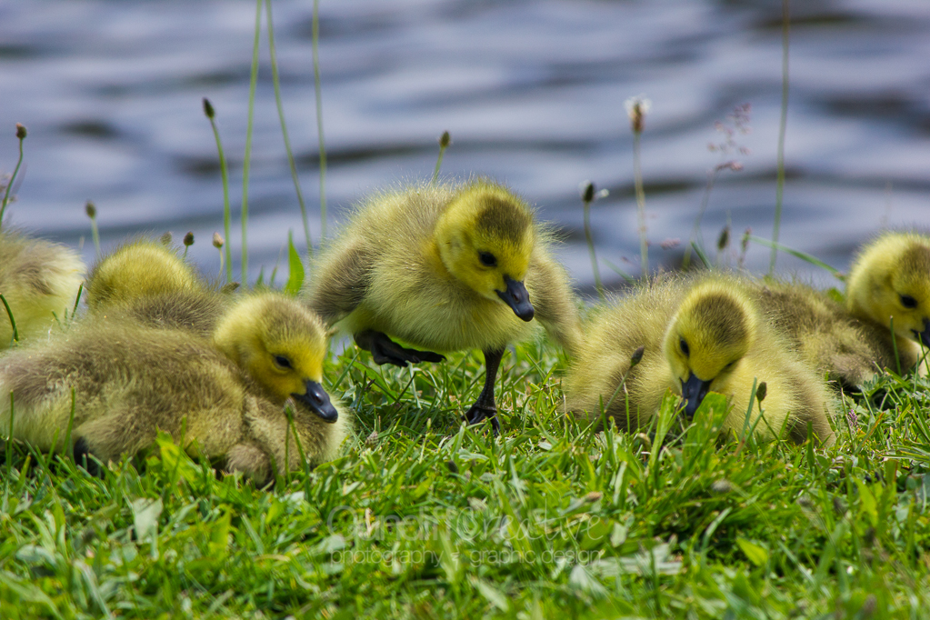 Heather Cundiff Creative