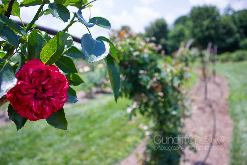 Heather Cundiff Creative