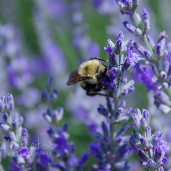 Heather Cundiff Creative