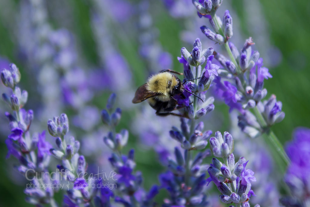 Heather Cundiff Creative