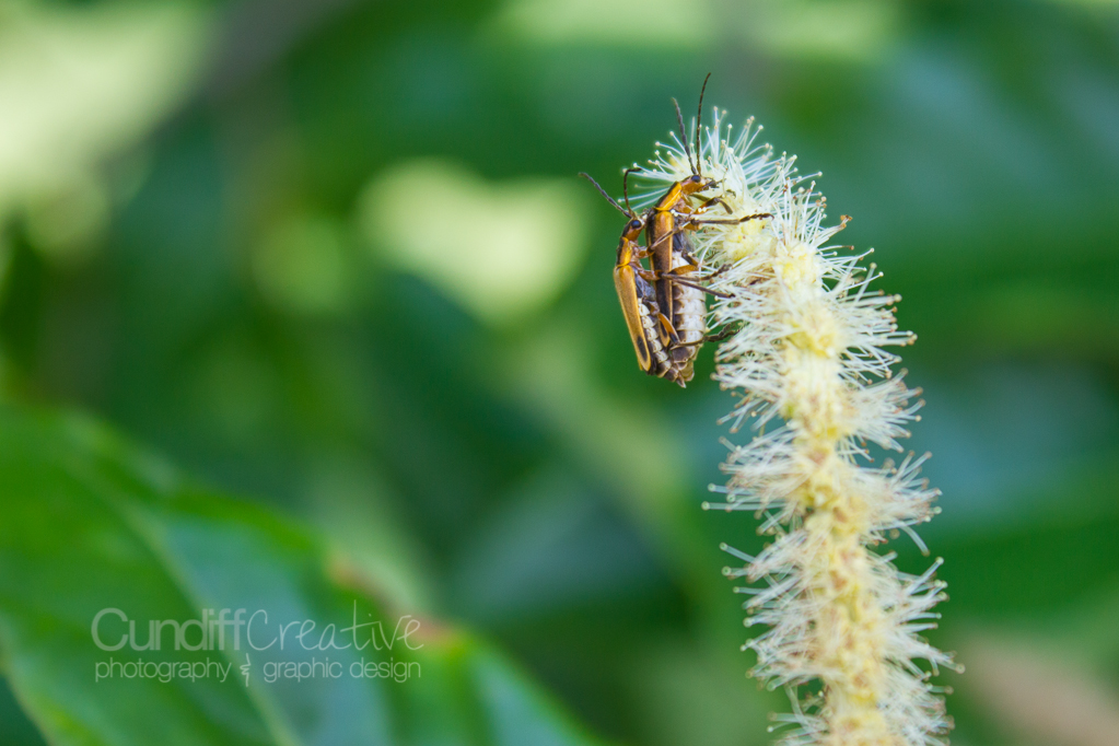 Heather Cundiff Creative