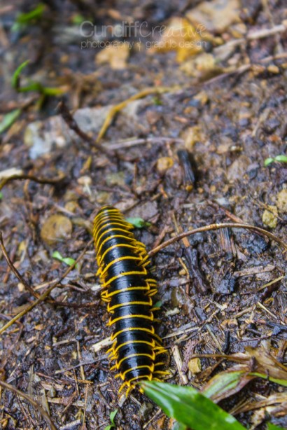 Heather Cundiff Creative 