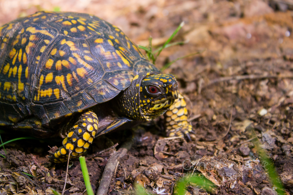 Heather Cundiff Creative