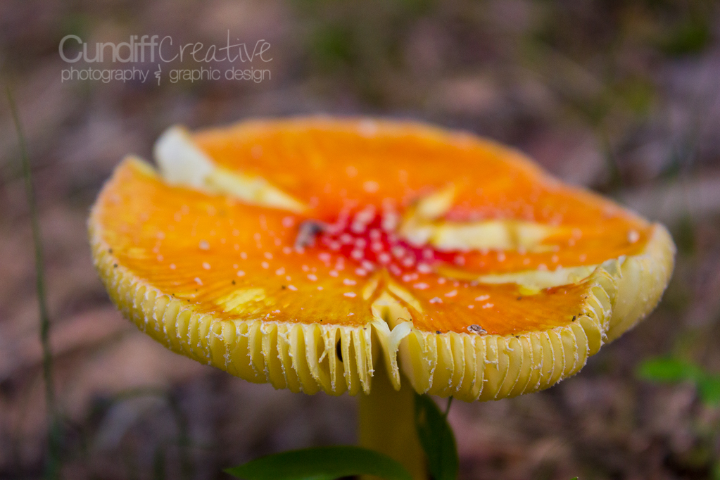 Heather Cundiff Creative