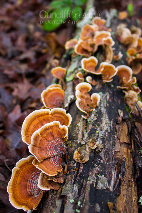 Heather Cundiff Creative