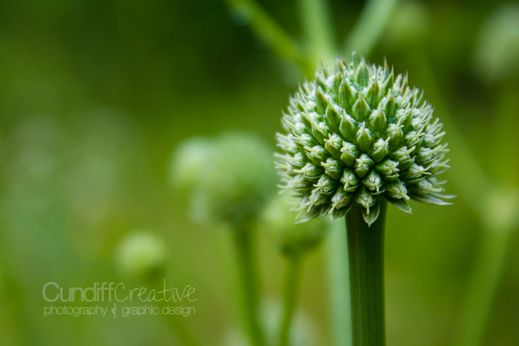 Heather Cundiff Creative