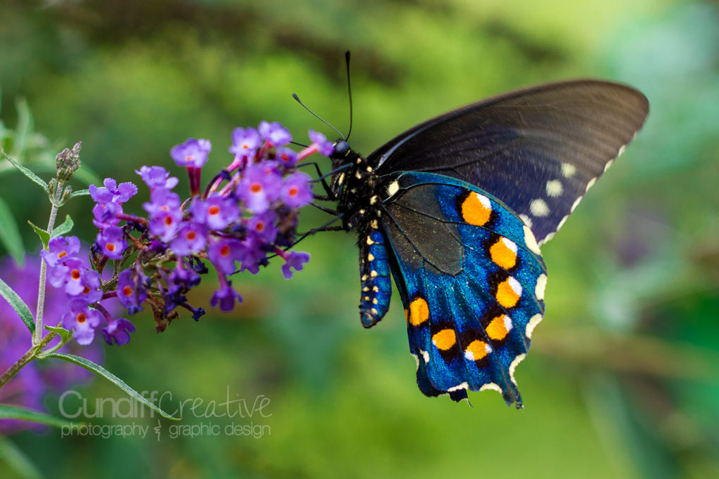 Heather Cundiff Creative