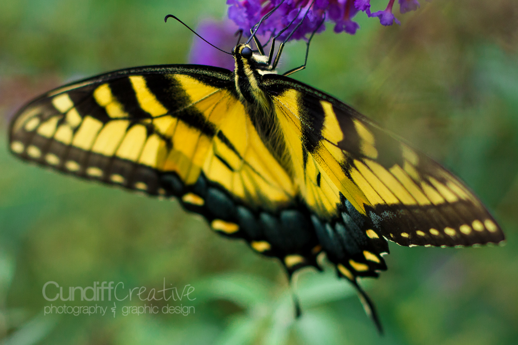 Heather Cundiff Creative