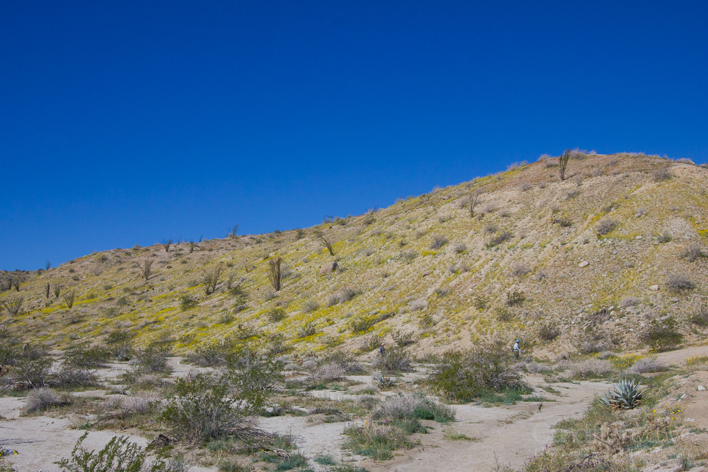 Anza-Borrego-5415
