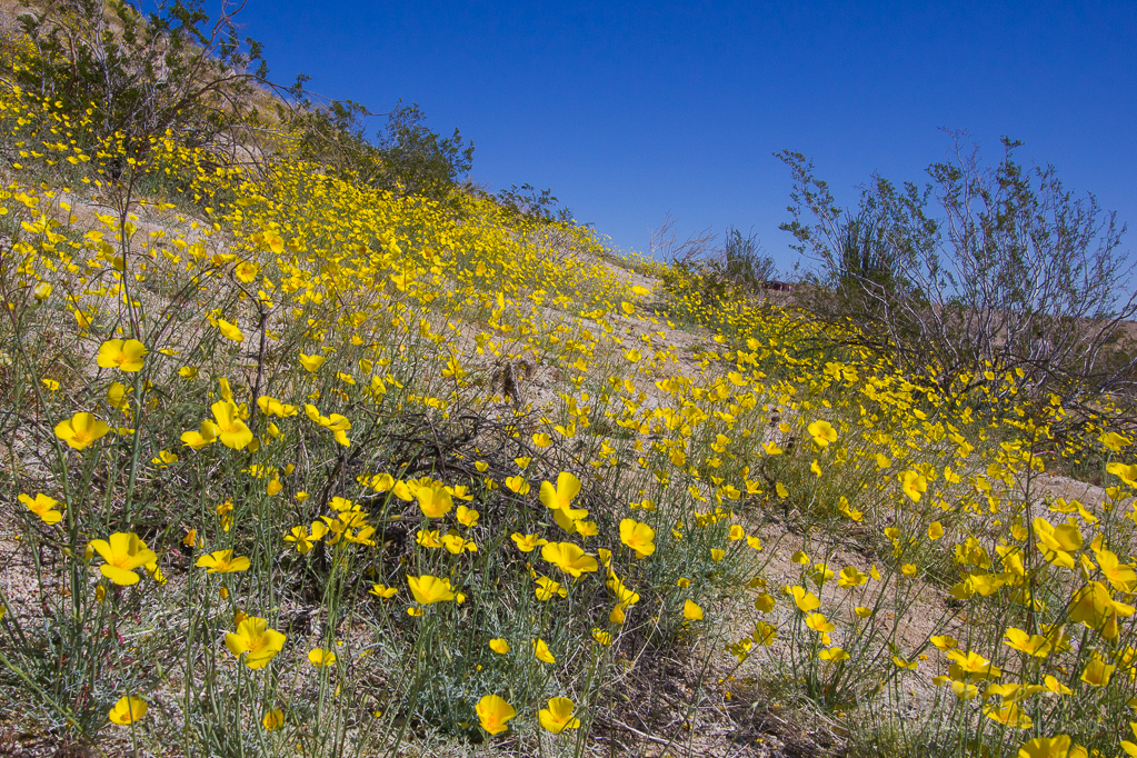Heather Cundiff, Cundiff Creative, Anza-Borrego
