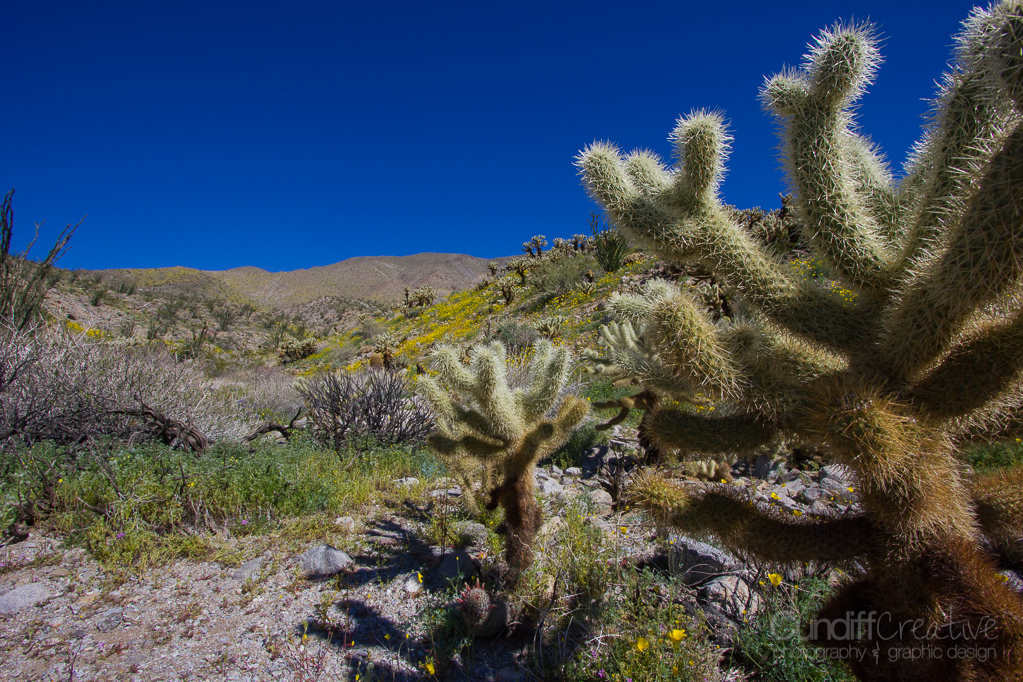 Anza-Borrego-5438