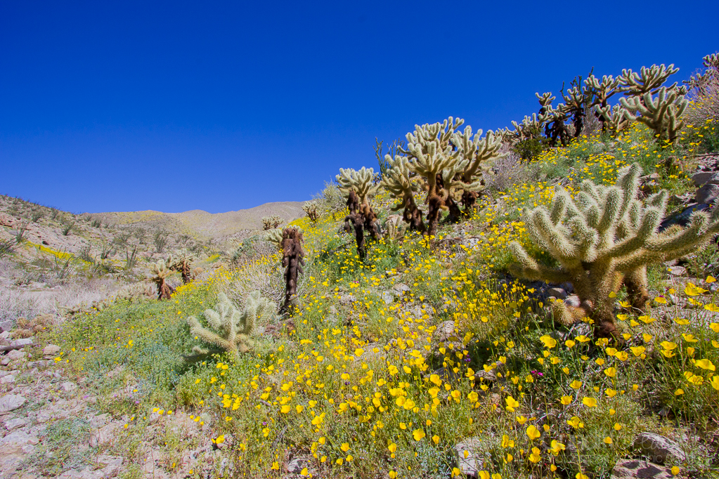 Anza-Borrego-5439