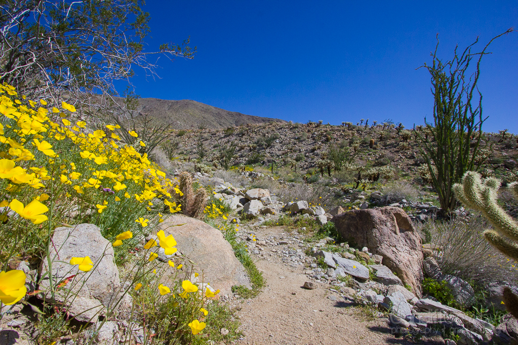 Anza-Borrego-5443