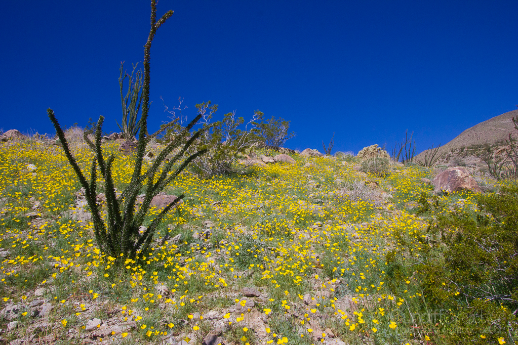 Heather Cundiff, Cundiff Creative, Anza-Borrego