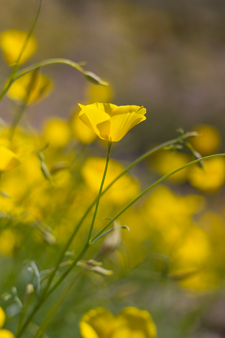 Heather Cundiff, Cundiff Creative, Anza-Borrego