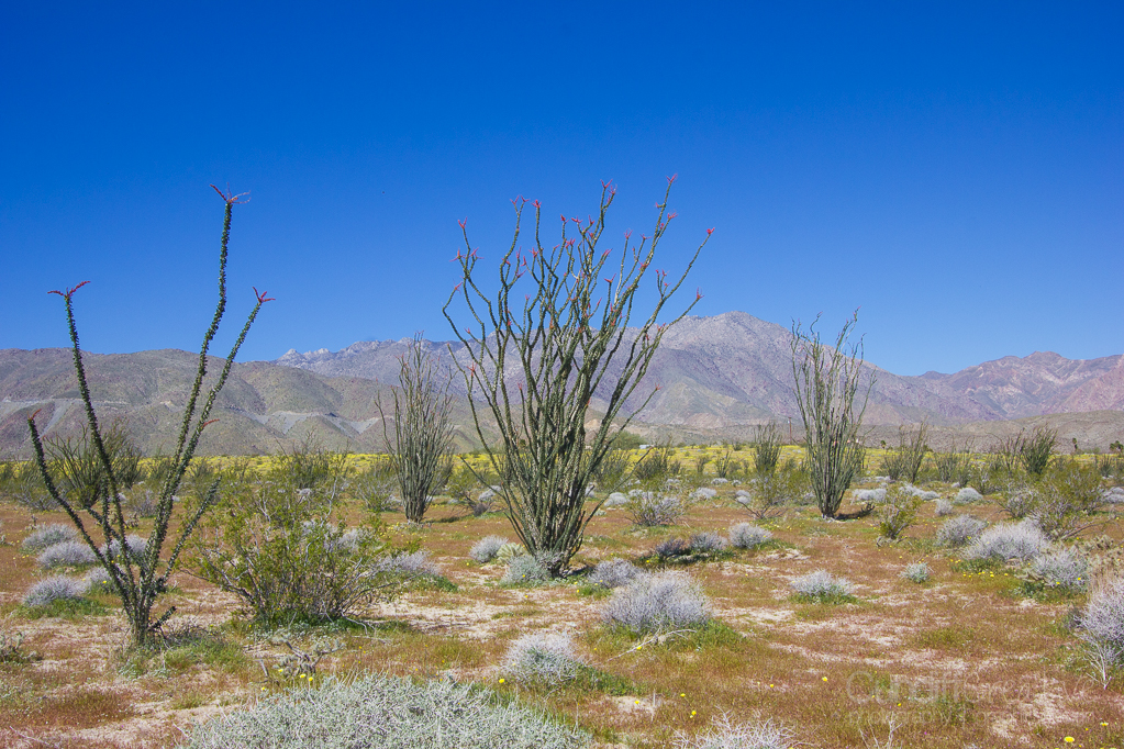 Anza-Borrego2-5471