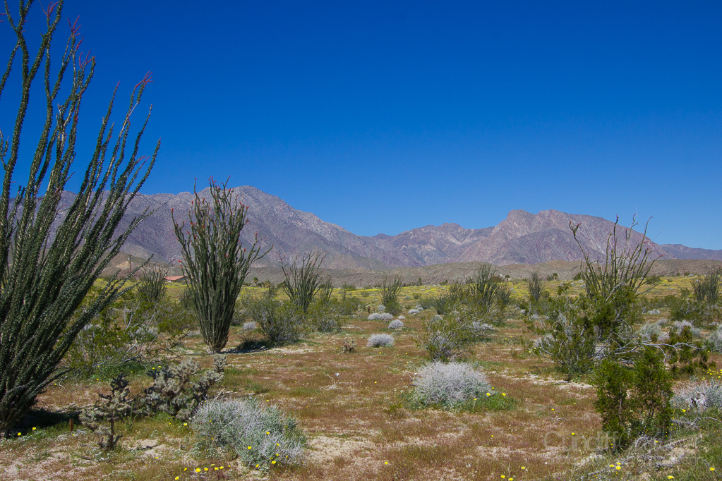Anza-Borrego2-5472