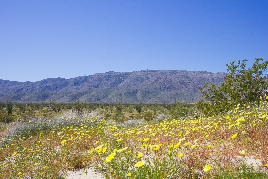 Anza-Borrego2-5477