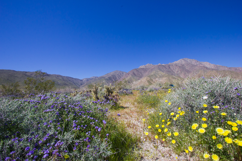 Heather Cundiff, Cundiff Creative, Anza-Borrego
