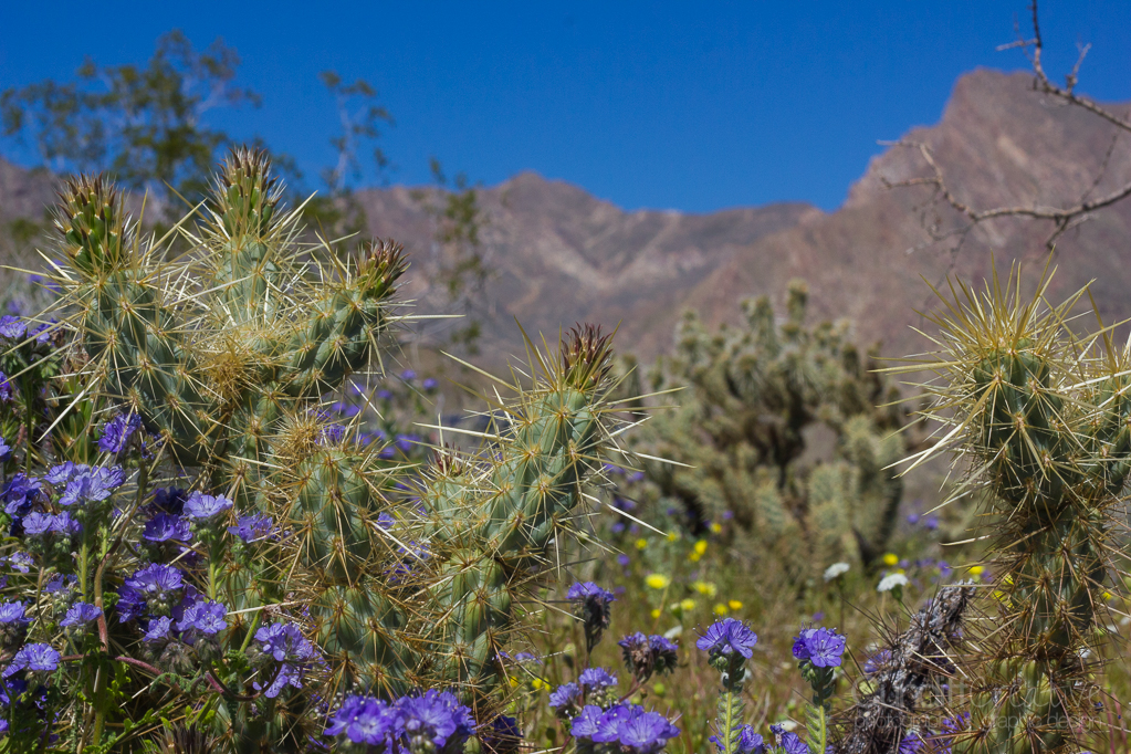 Anza-Borrego2-5495