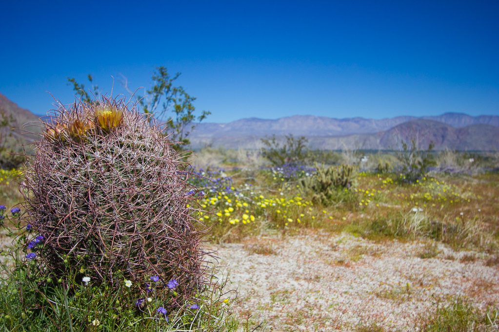 Heather Cundiff, Cundiff Creative, Anza-Borrego