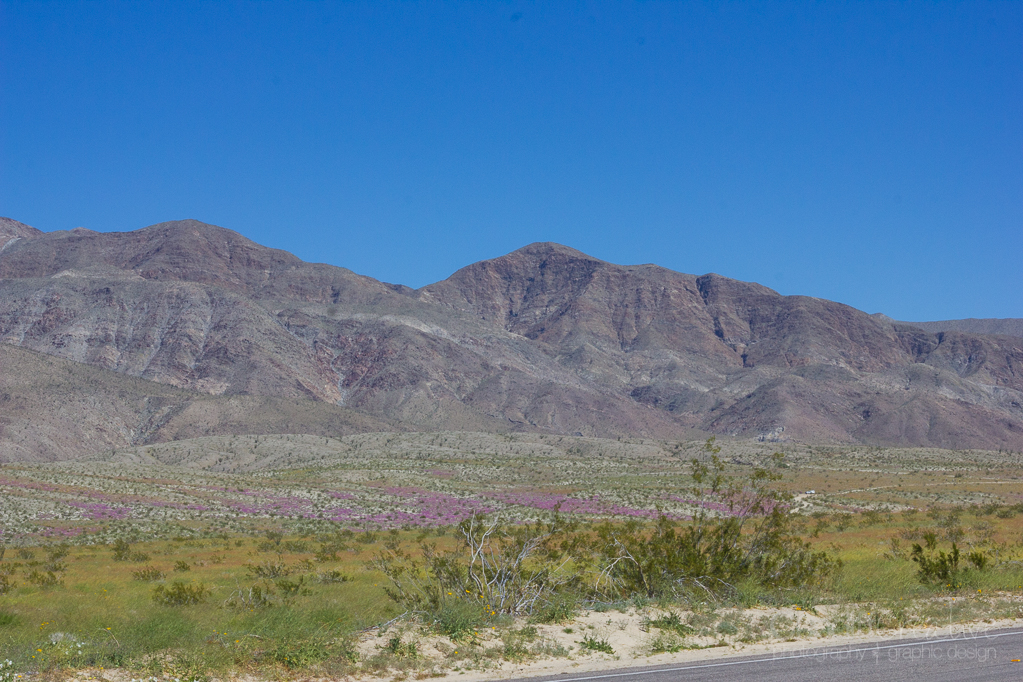 Heather Cundiff, Cundiff Creative, Anza-Borrego