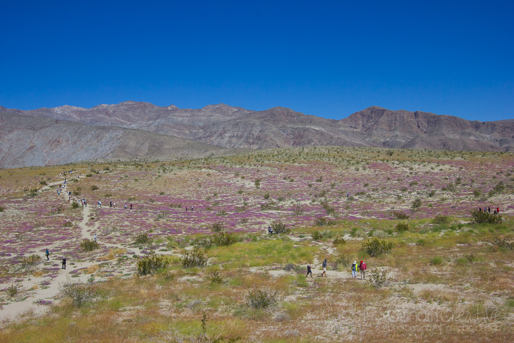 Anza-Borrego2-5537