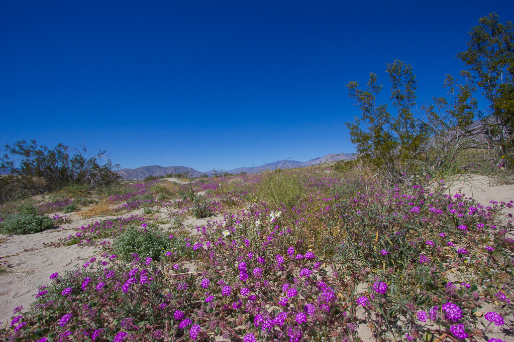 Heather Cundiff, Cundiff Creative, Anza-Borrego