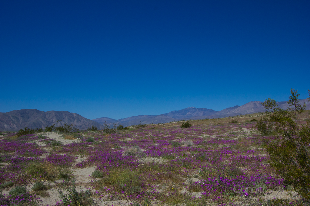 Heather Cundiff, Cundiff Creative, Anza-Borrego