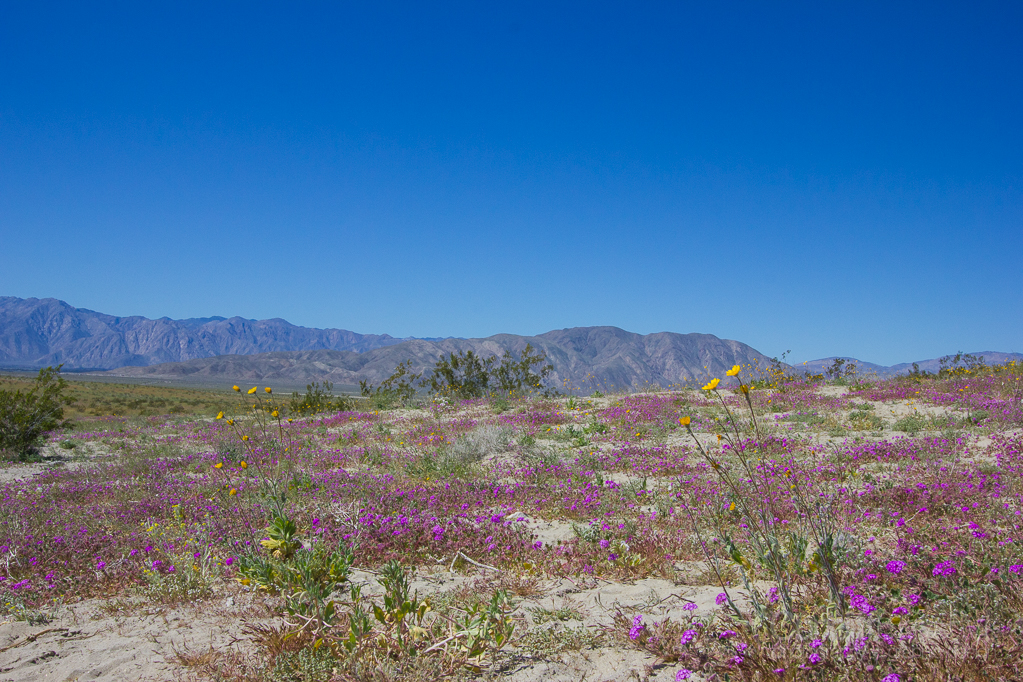 Heather Cundiff, Cundiff Creative, Anza-Borrego