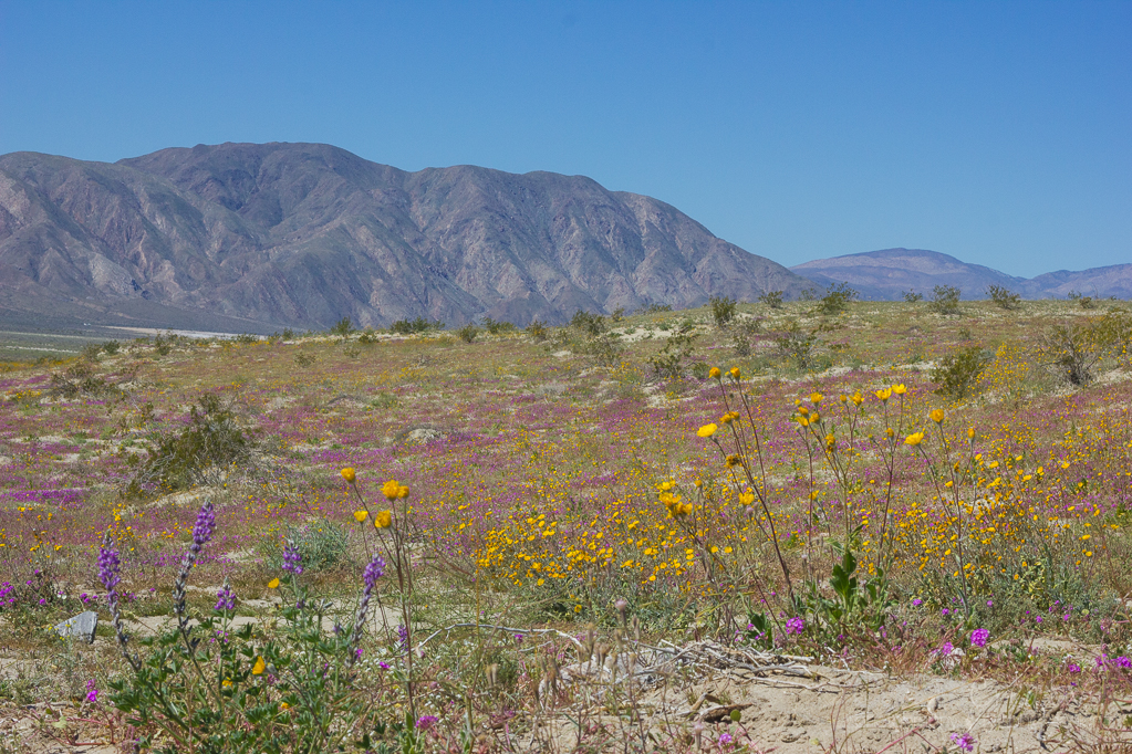 Heather Cundiff, Cundiff Creative, Anza-Borrego
