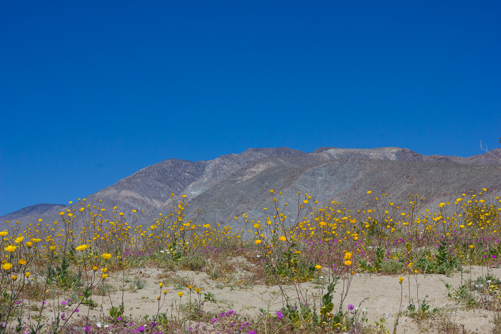 Anza-Borrego2-5552