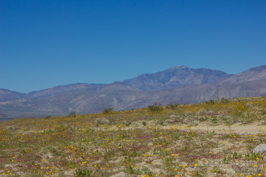 Heather Cundiff, Cundiff Creative, Anza-Borrego