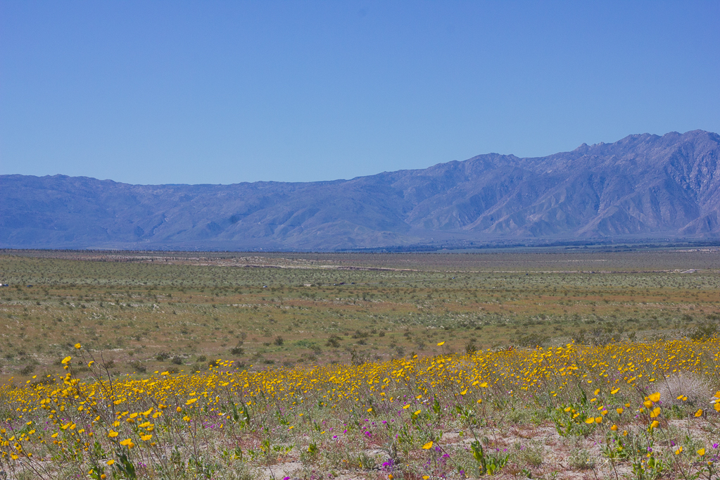 Anza-Borrego2-5556