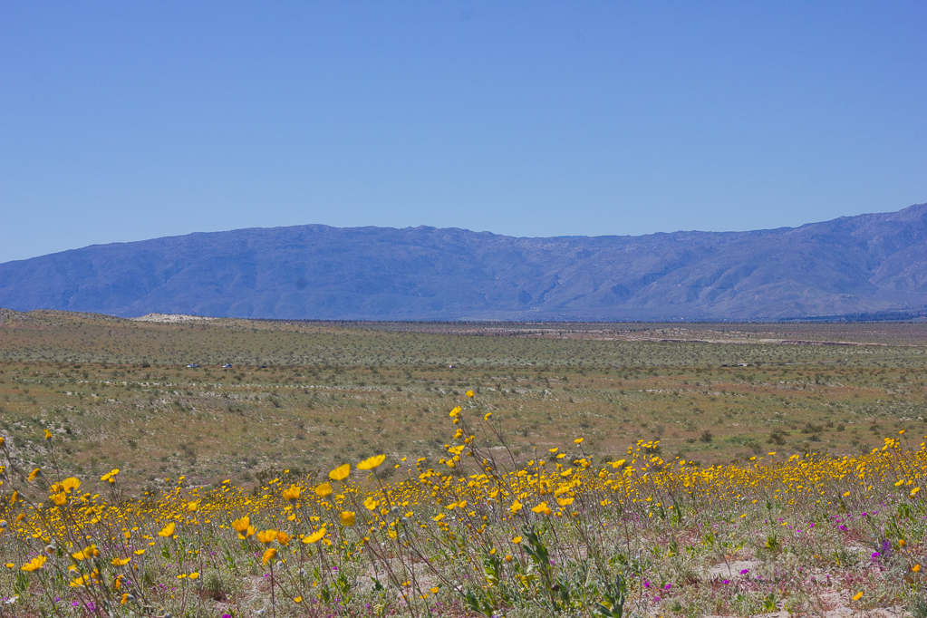 Anza-Borrego2-5557