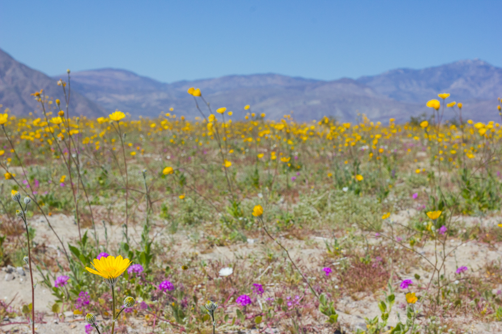 Heather Cundiff, Cundiff Creative, Anza-Borrego