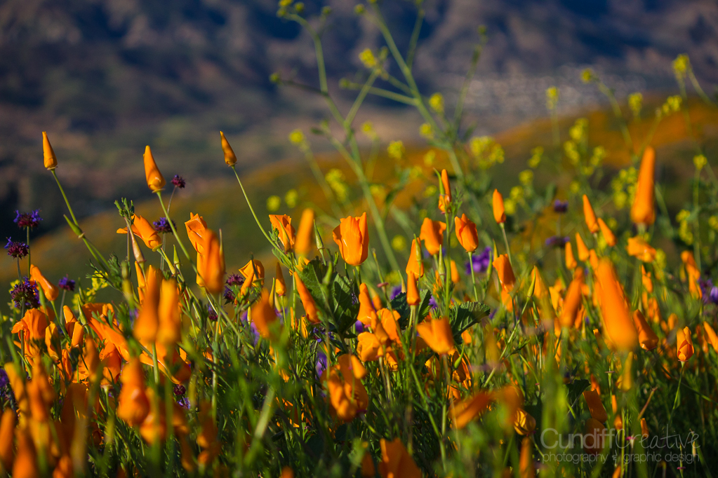 Walker Canyon, Heather Cundiff, Cundiff Creative