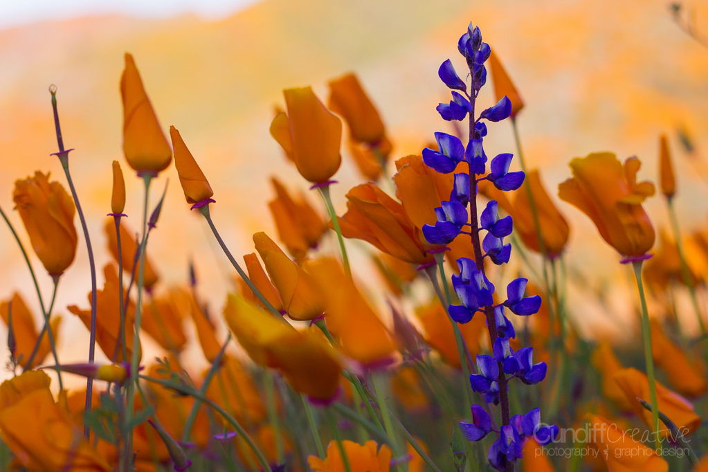 Walker Canyon, Heather Cundiff, Cundiff Creative