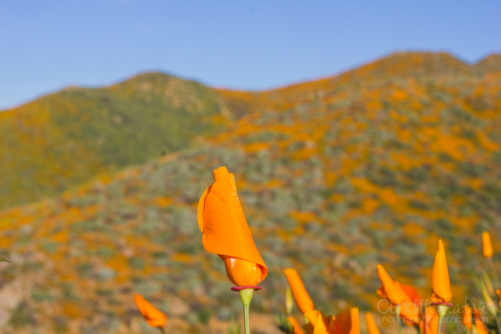 Walker Canyon, Heather Cundiff, Cundiff Creative