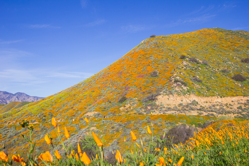 Walker Canyon, Heather Cundiff, Cundiff Creative